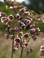 Nectaroscordum siculum Czosnek